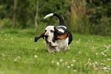 BASSET HOUND 116